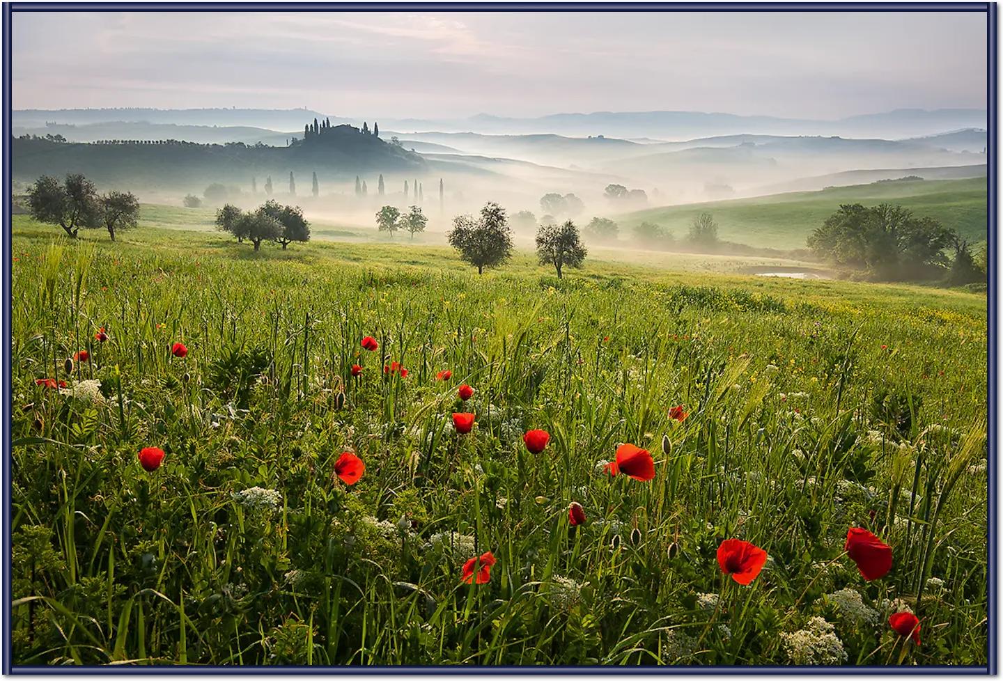 Tuscan spring von Daniel ?e?icha