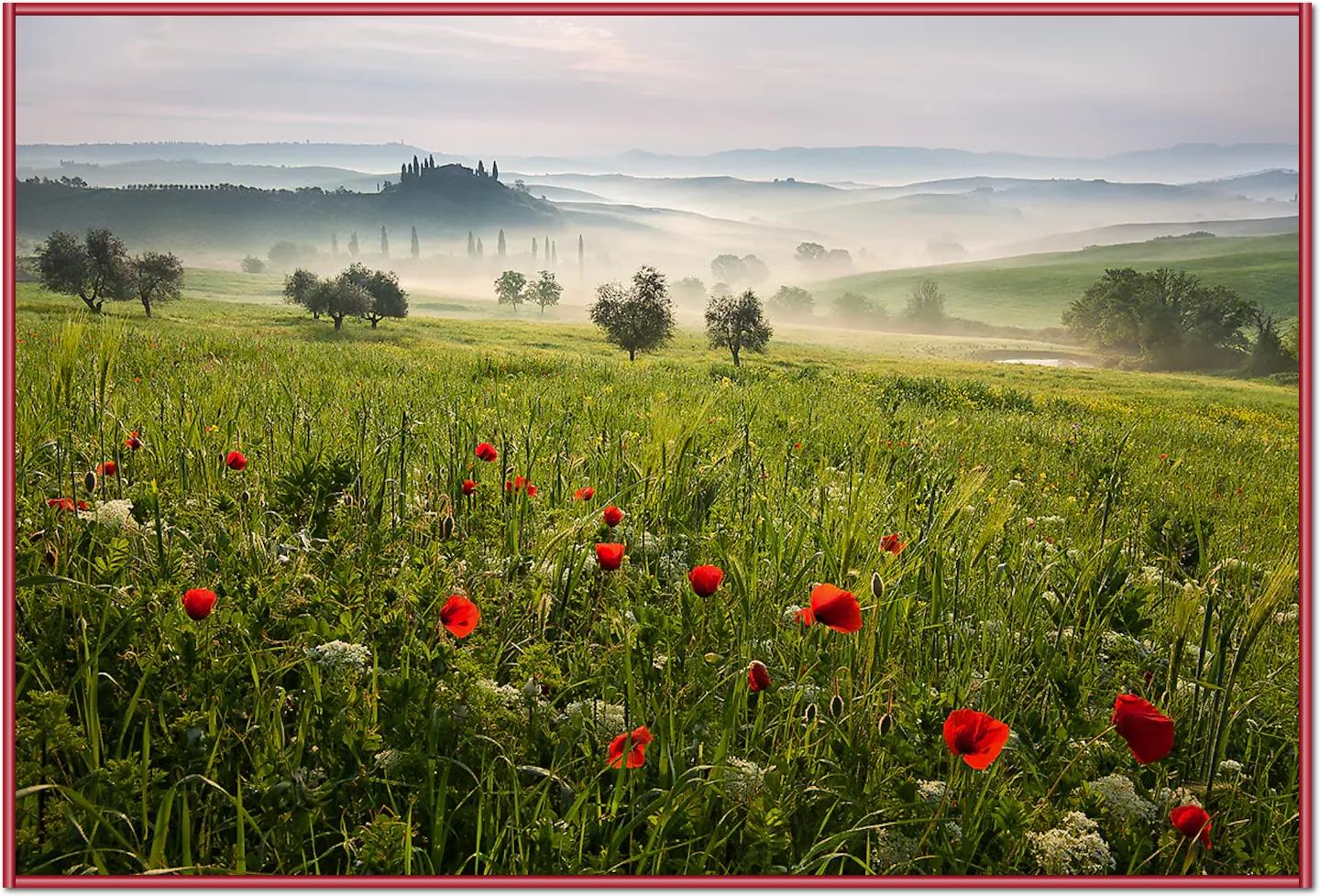 Tuscan spring von Daniel ?e?icha