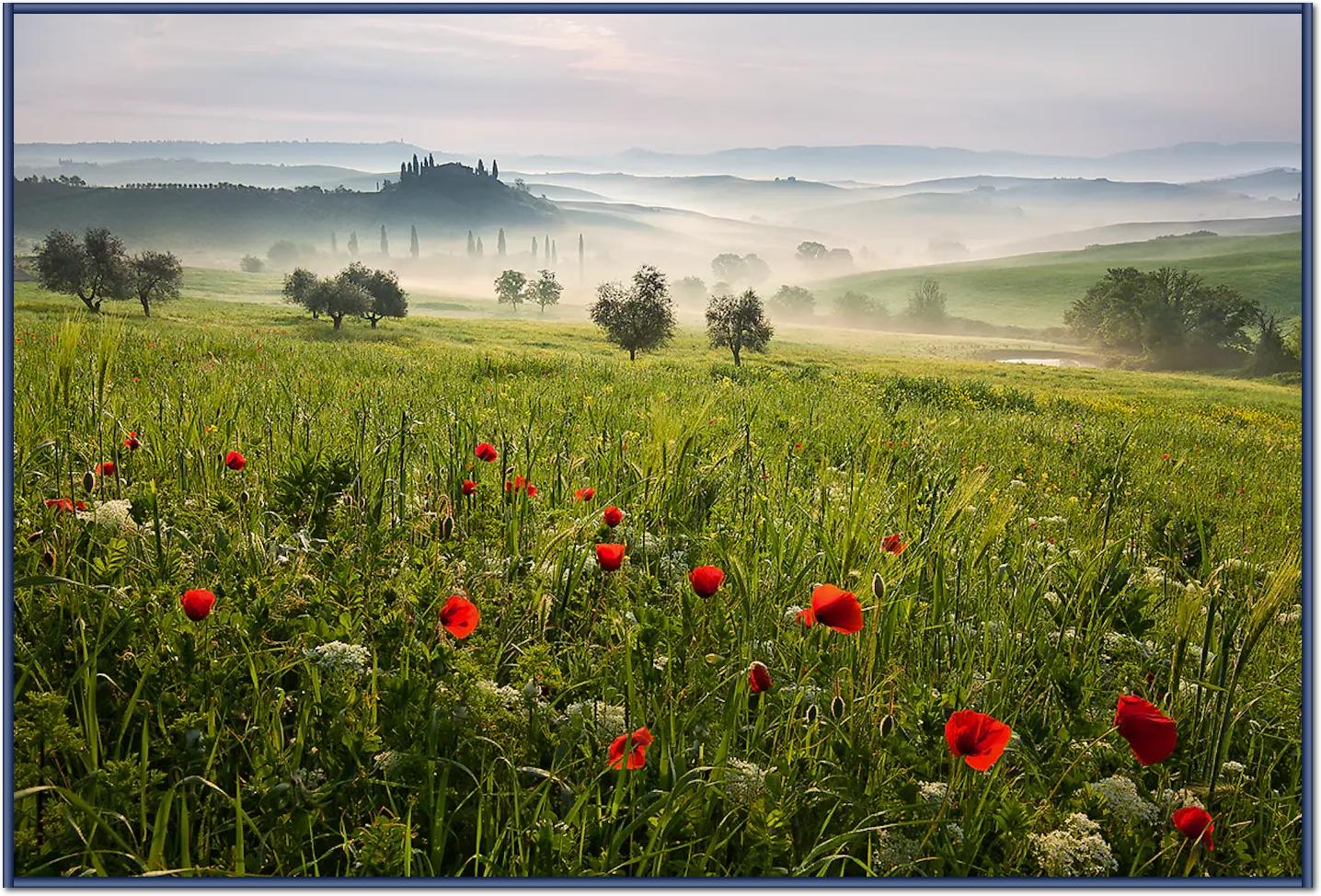 Tuscan spring von Daniel ?e?icha