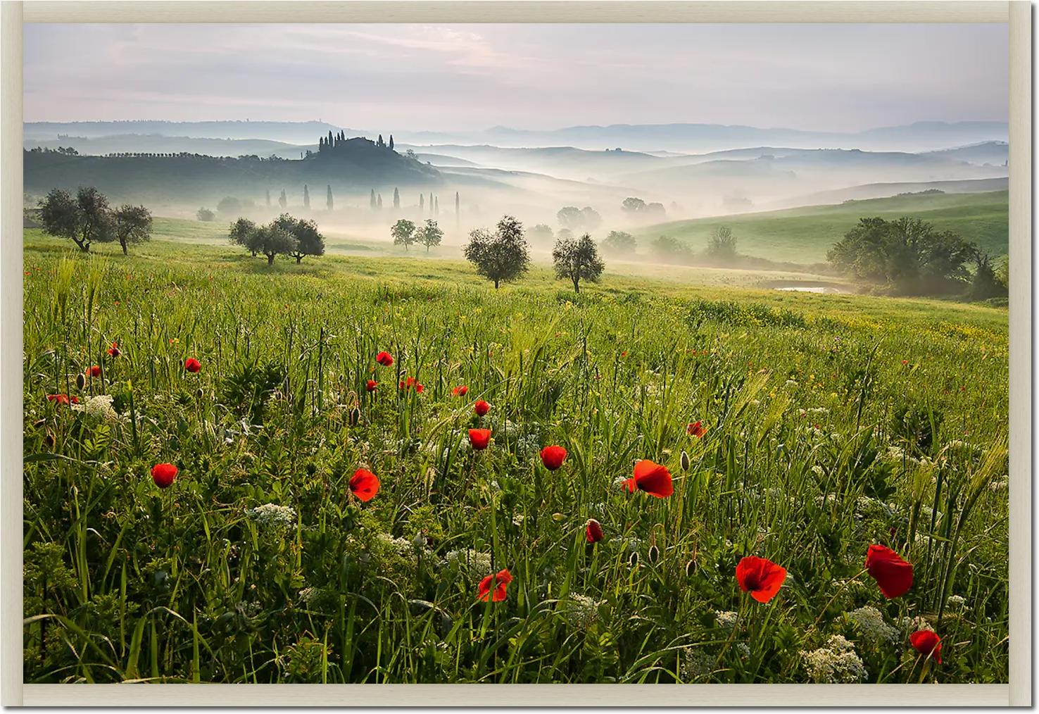 Tuscan spring von Daniel ?e?icha