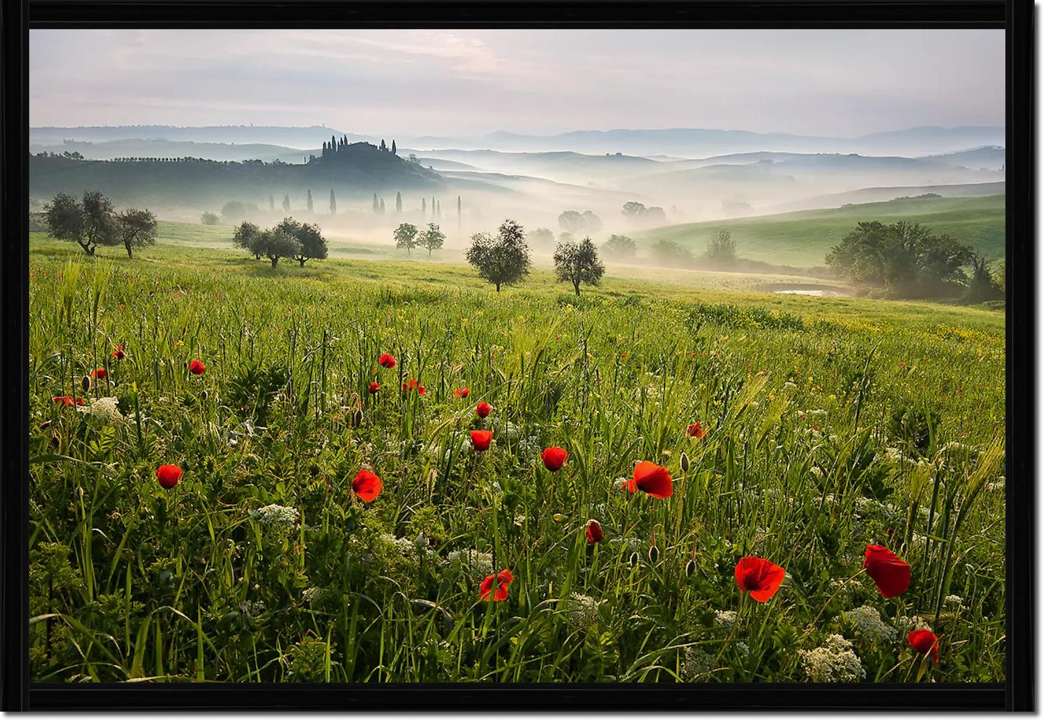 Tuscan spring von Daniel ?e?icha