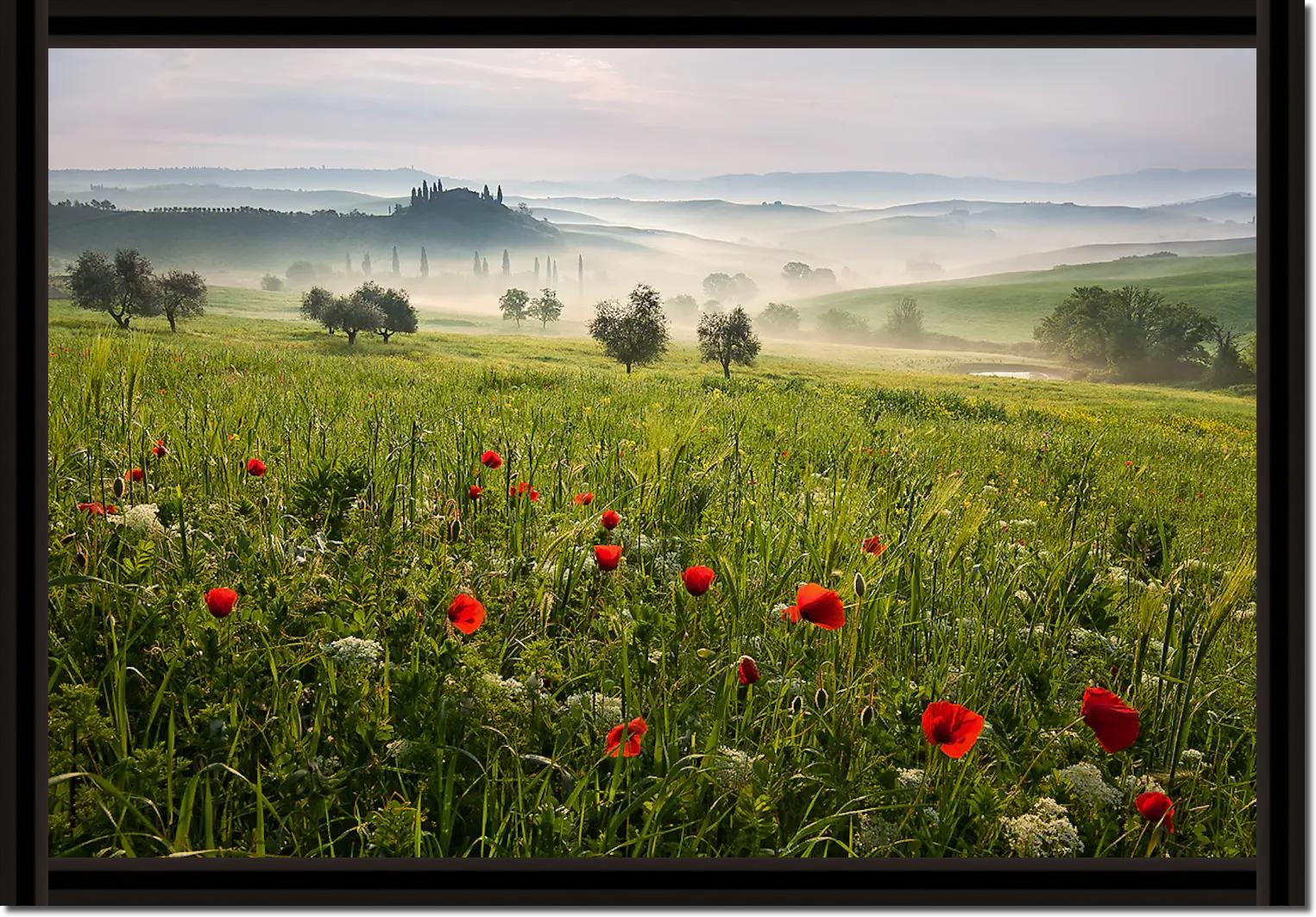 Tuscan spring von Daniel ?e?icha